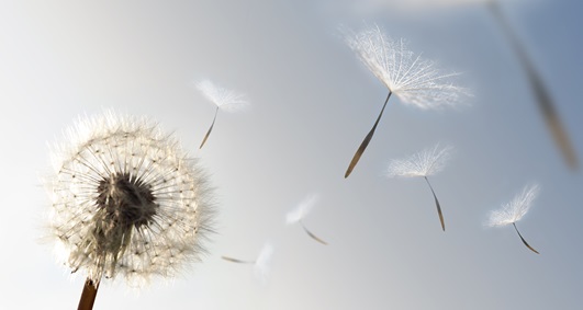 Seeds of Growth, Foto: James Thew / Adobe Stock #7095311